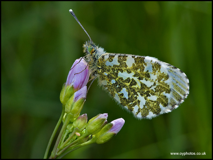 Orange Tip